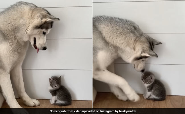 कुत्ते ने बिल्ली के बच्चे को कुछ देर देखा, फिर अपने बच्चे की तरह करने लगा दुलार, लोग बोले- सबसे प्यारा Video
