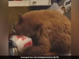Watch: Bear Breaks Into House In California To Eat Leftover KFC Chicken