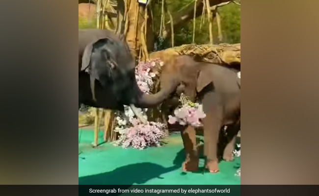 गजराज ने हथिनी को रोमांटिक अंदाज़ में किया प्रपोज़, लोगों ने कहा- वाह क्या बात है!