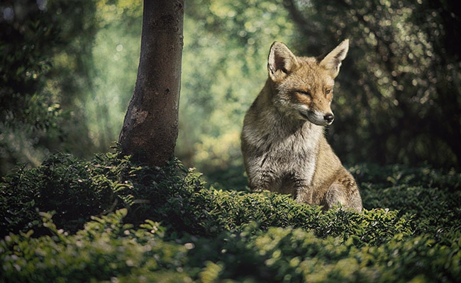 All 7 Foxes In Ranchi Zoo Killed After Canine Virus Outbreak