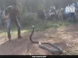 कुएं में गिर गया था 12 फिट लंबा किंग कोबरा, वन कर्मियों ने अपनी जान को खतरे में डालकर बचाया कुएं में गिर गया था 12 फिट लंबा किंग कोबरा, वन कर्मियों ने अपनी जान को खतरे में डालकर बचाया