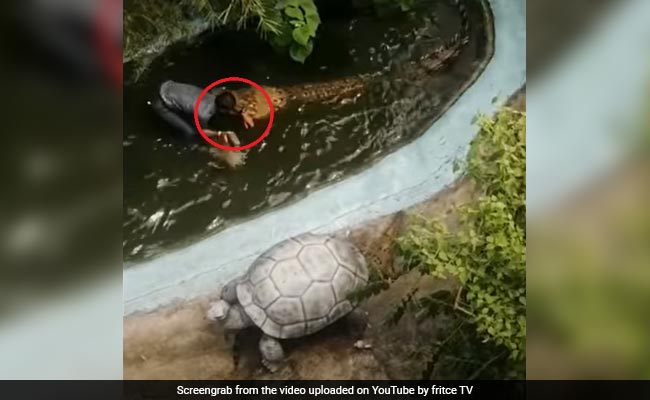 Video: Man Attacked By 12-Foot Crocodile He Mistook For Plastic Statue