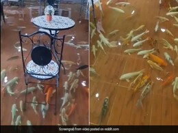 Cafe का अनोखा स्टाइल, मछलियों से भरे टैंक में बैठकर लोग यहां खाते हैं खाना, फिर भी लोगों की फेवरेट है ये जगह - देखें Video Cafe का अनोखा स्टाइल, मछलियों से भरे टैंक में बैठकर लोग यहां खाते हैं खाना, फिर भी लोगों की फेवरेट है ये जगह - देखें Video