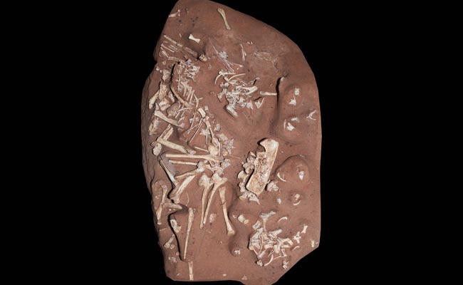 Remains Of Toothless, Two-Legged Dinosaur Species Discovered In Brazil