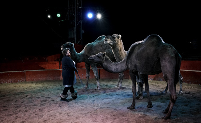 France Bans Wild Animals In Circuses In "Historic Step" Against Abuse