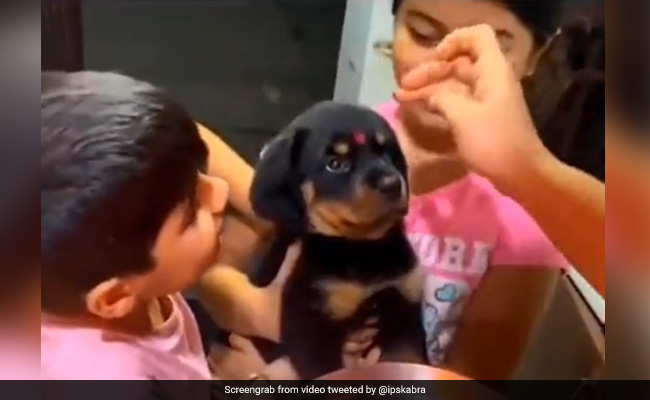 घर में आया नया Puppy, तो खास अंदाज़ में हुआ गृहप्रवेश, तिलक लगाकर उतारी गई आरती, ऐसे हुआ स्वागत - देखें Cute Video