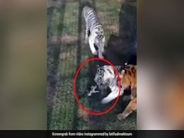 Watch: 3 Tigers Attack Kitten In Hair-Raising Video Shared By Dubai Princess Watch: 3 Tigers Attack Kitten In Hair-Raising Video Shared By Dubai Princess