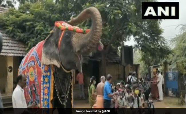 तमिलनाडु के शिवगंगा में स्कूल आने वाले बच्चों का 'गजराज' ने किया स्वागत, देखें VIDEO