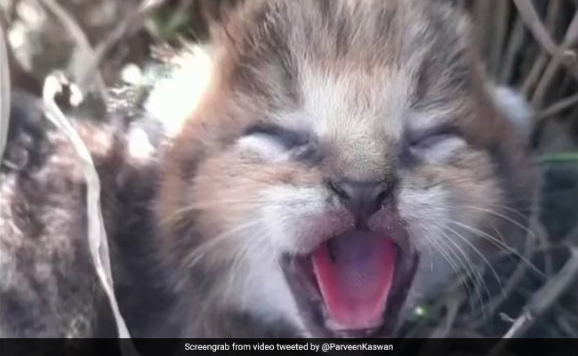 Villagers Stop Harvesting Field To Rescue 5 Jungle Cat Cubs