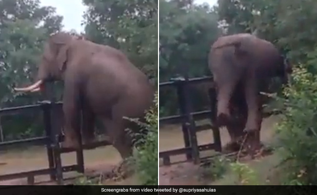 हाथी ने पार किया लोहे का बाड़ा, इंसानों की तरह लगाया दिमाग, फिर किया कुछ ऐसा, लोग बोले- पहली बार देखा ऐसा - देखें Video
