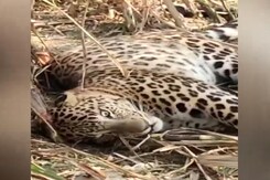 Forest Department Rescues Leopard In UP's Meerut Forest Department Rescues Leopard In UP's Meerut