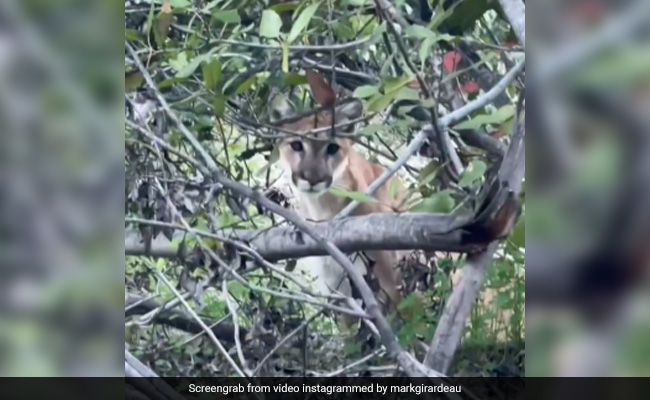 Watch: Mountain Lion Stares Down Two Hikers In Chilling Video