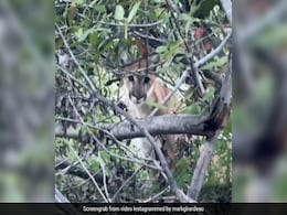 Watch: Mountain Lion Stares Down Two Hikers In Chilling Video Watch: Mountain Lion Stares Down Two Hikers In Chilling Video