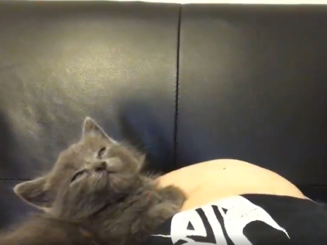 बिल्ली चुपके से आई और मालिक की गोद में बैठकर कर दी ये प्यारी सी हरकत