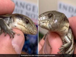 ऑस्ट्रेलिया के जू में दिखी दो सिर वाली दुर्लभ छिपकली, वीडियो देख हैरत में पड़े लोग ऑस्ट्रेलिया के जू में दिखी दो सिर वाली दुर्लभ छिपकली, वीडियो देख हैरत में पड़े लोग