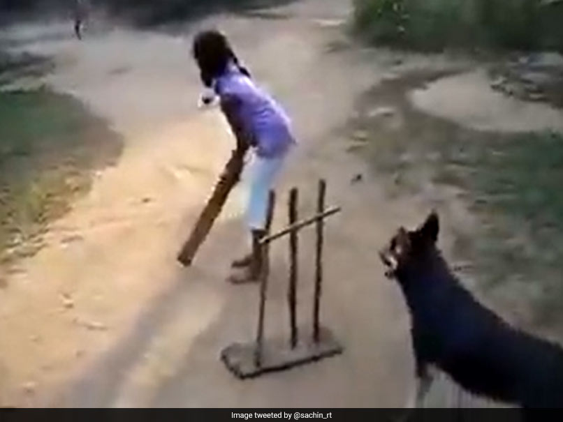 Watch: Sachin Tendulkar Shares Video Of Dog With "Sharp Ball Catching Skills" Playing Cricket
