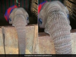 नन्हे हाथी की क्यूट शरारत पर फिदा हुई पब्लिक, वीडियो देख आप भी हो जाएंगे खुश नन्हे हाथी की क्यूट शरारत पर फिदा हुई पब्लिक, वीडियो देख आप भी हो जाएंगे खुश