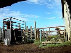 Iceland's Blood-Mares Video Emerges, Probe Ordered