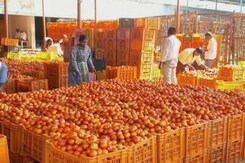 Tomato Is The New Petrol: Rates Top Rs. 100/Kg In Andhra Pradesh, Chennai Tomato Is The New Petrol: Rates Top Rs. 100/Kg In Andhra Pradesh, Chennai