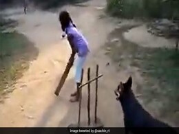 विकेटकीपर कुत्ते की स्किल देख सचिन भी हुए फिदा, भगवान ने कहा- ऐसा क्रिकेटर कभी नहीं देखा विकेटकीपर कुत्ते की स्किल देख सचिन भी हुए फिदा, भगवान ने कहा- ऐसा क्रिकेटर कभी नहीं देखा