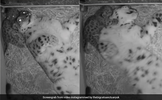 स्नो लेपर्ड ने सोते हुए बच्चे को प्यार से लगाया गले, वीडियो देख हर कोई हो जाएगा खुश