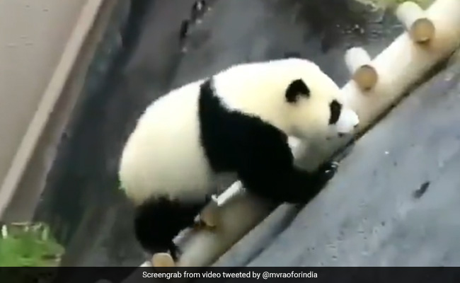 Panda सीढ़ियां चढ़कर बार-बार गिर रहा था नीचे, फिर भी नहीं मानी हार, IAS बोला- उम्मीद कभी नहीं खोनी चाहिए - देखें Video