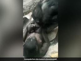 चिम्पैंजी अपने बच्चे को प्यार से पुचकार रहा था, लोगों ने कहा- जानवरों के भी परिवार होते हैं चिम्पैंजी अपने बच्चे को प्यार से पुचकार रहा था, लोगों ने कहा- जानवरों के भी परिवार होते हैं