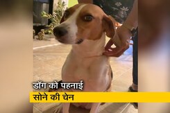 डॉग ने जब पहनी स्टाइलिश सोने की चेन, लोगों को ऐसा मिला रिएक्शन डॉग ने जब पहनी स्टाइलिश सोने की चेन, लोगों को ऐसा मिला रिएक्शन