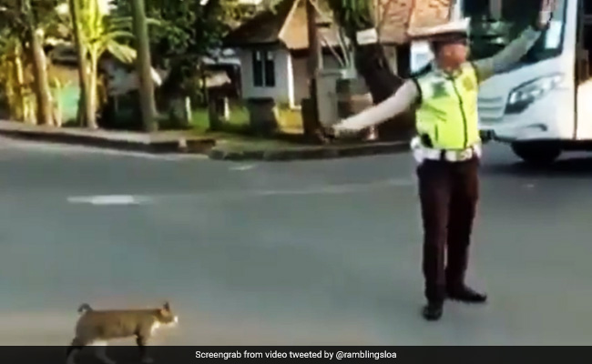 ट्रैफिक पुलिसकर्मी ने बिल्ली को सड़क पार कराकर जीता लोगों का दिल, सोशल मीडिया पर छाया वीडियो