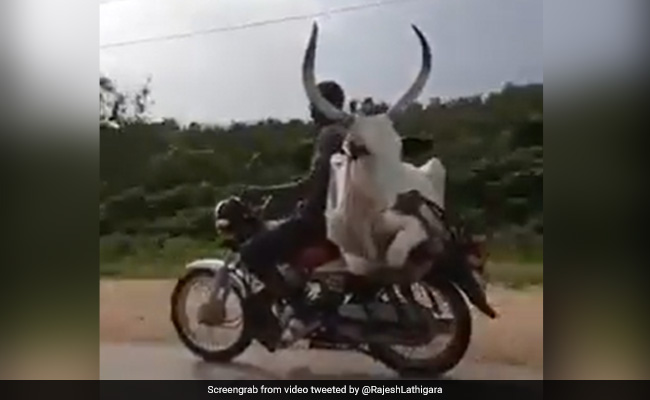 शख्स ने गाय को बाइक पर बैठाकर कराई सैर, जुगाड़ देख लोगों ने पकड़ा सिर, बोले- किस दुनिया में रहते हैं ये लोग - देखें Video