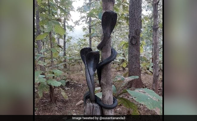 पेड़ पर एक साथ लिपटे दिखे तीन बड़े कोबरा सांप, वायरल तस्वीर देख ही सहम गए लोग