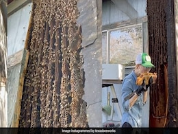 महिला ने गजब ढंग से हटाया मधुमक्खियों का छत्ता, वायरल वीडियो देख लोग हुए हैरान महिला ने गजब ढंग से हटाया मधुमक्खियों का छत्ता, वायरल वीडियो देख लोग हुए हैरान