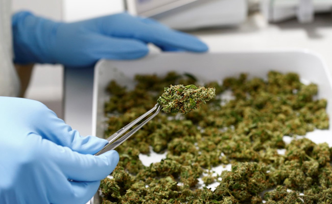 British Police Seize 130 Million Pounds Worth Of Cannabis In Largest-Ever Crackdown