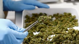 Drug Smuggling Op, Inspired By Superhit 'Pushpa', Busted In Telangana