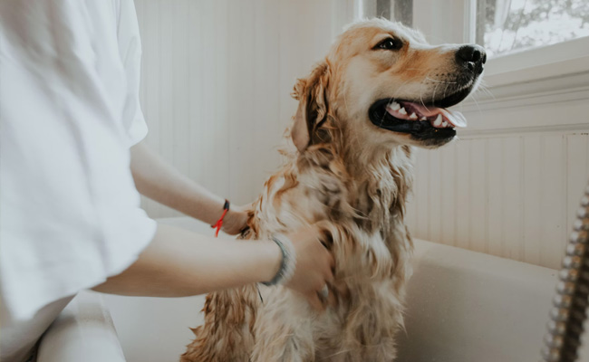 Civic Body In Gujarat To Reduce "Dog Tax" After Response From Pet Owners