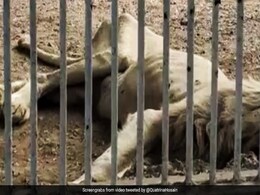 No Food Shortage, Says Karachi Zoo - But Viral Video Shows Lion In "Awful Shape" No Food Shortage, Says Karachi Zoo - But Viral Video Shows Lion In "Awful Shape"