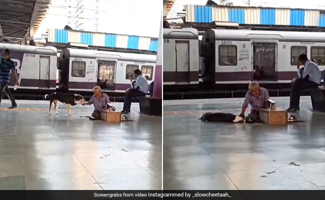 स्टेशन पर बुजुर्ग शख्स ने पास बैठे आवारा कुत्ते को पहले किया प्यार, फिर थपकी देकर लगा सुलाने, Video ने जीता लोगों का दिल