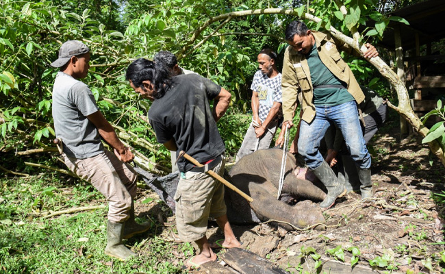 Sumatran Baby Elephant Dies After Trunk Snared In Poacher Trap