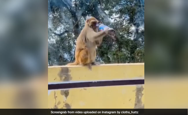 बंदर ने जैसी ही मुंह से लगाई कोल्ड ड्रिंक की बोतल, एक घूंट पीते ही लगा ज़ोर का झटका, Video देख नहीं रुकेगी हंसी