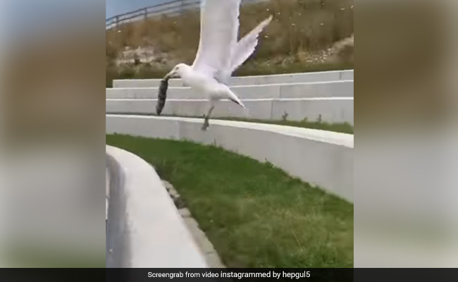 महिला ने दीवार पर रख दिया था पर्स, पक्षी चुपचाप आया और चोंच में दबाकर उड़ गया और फिर - देखें Funny Video