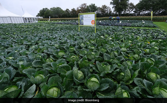 From India To US, Farmers Are Taking On 'Post-Apocalyptic' Food Crisis