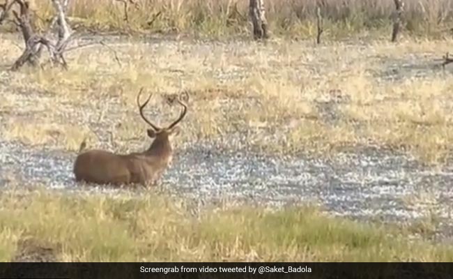 हिरण के सामने ही छिपा था तेंदुआ, उसे नहीं आया नज़र, अचानक खूखांर जानवर ने किया हमला और फिर - देखें Video