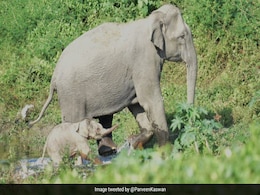 जन्म के कुछ घंटे बाद ही मां के साथ चल पड़ा हाथी का बच्चा, सोशल मीडिया पर वायरल हुई ये मनमोहक तस्वीर जन्म के कुछ घंटे बाद ही मां के साथ चल पड़ा हाथी का बच्चा, सोशल मीडिया पर वायरल हुई ये मनमोहक तस्वीर