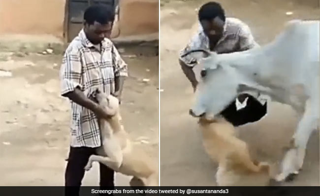 Watch: A Cow Turns The Tables On Man Harassing Dog