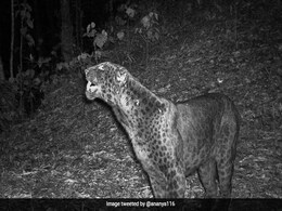 बुक्सा टाइगर रिजर्व में दिखा दुर्लभ ब्लैक पैंथर, सोशल मीडिया पर वायरल हुई तस्वीरें बुक्सा टाइगर रिजर्व में दिखा दुर्लभ ब्लैक पैंथर, सोशल मीडिया पर वायरल हुई तस्वीरें