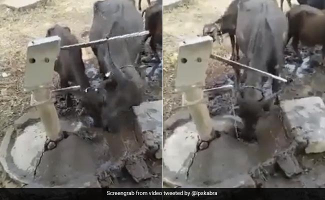 भैंस ने प्यास बुझाने के लिए अपनाई गजब तरकीब, सींग से चलाया हैंडपंप..देखें वीडियो