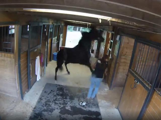 Horse Freaks Out During Haircut