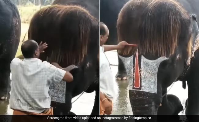 महावत ने बनाई हाथी की गजब हेयरस्टाइल, Bob Cut बालों में ऐसे किया कंघी, लोग बोले- Handsome Boy - देखें Video