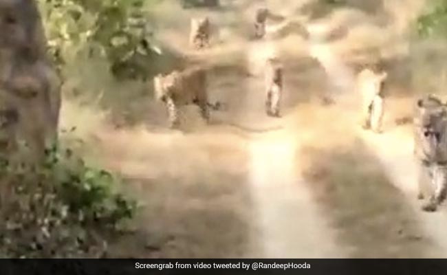 Watch: 6 Tigers Together In "Really Incredible" Sighting