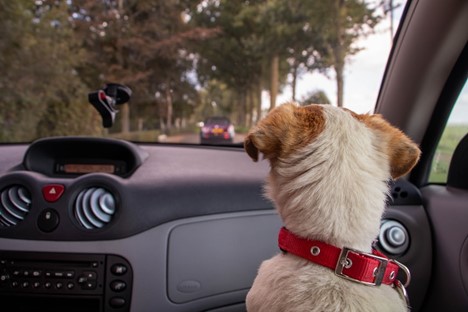 How To Make Your Car Pet-Friendlya